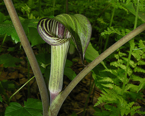 Jack in the pulpit